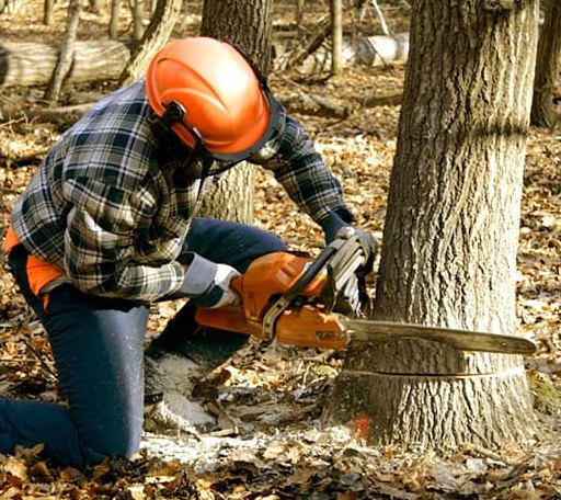 Tree Removal in Derby, VT